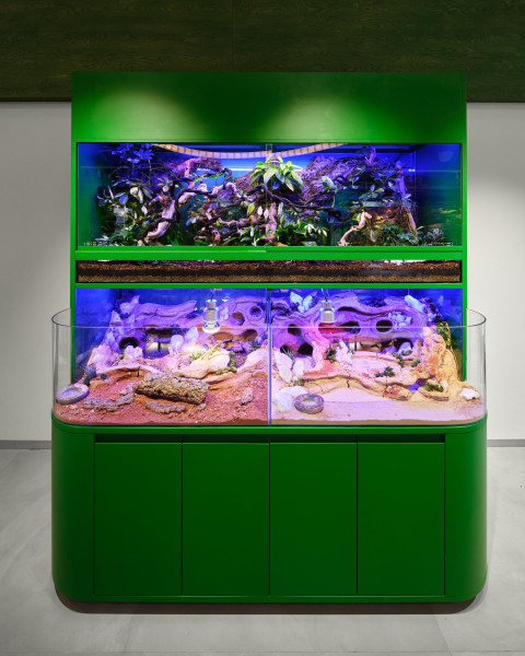 Dark terrarium display and planted vertical detail inside Panteric